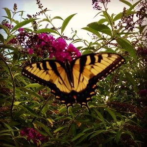 Meet your Posher, Nina